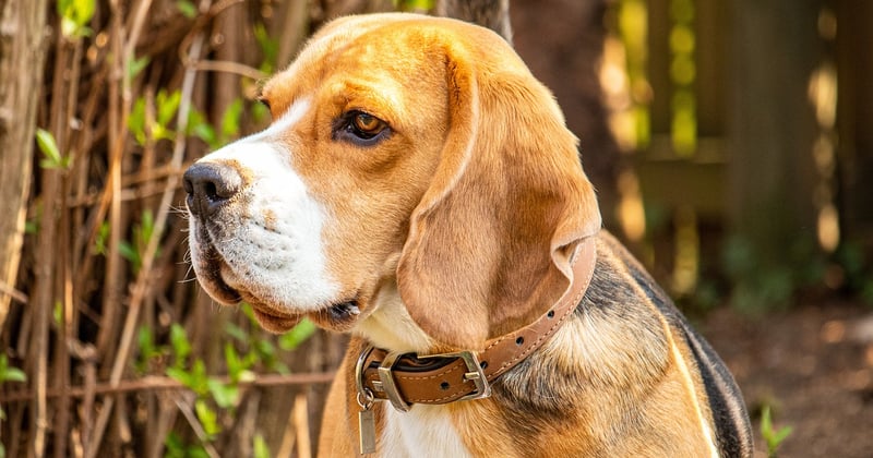 Ouvrir une pension canine : les démarches expliquées pas à pas